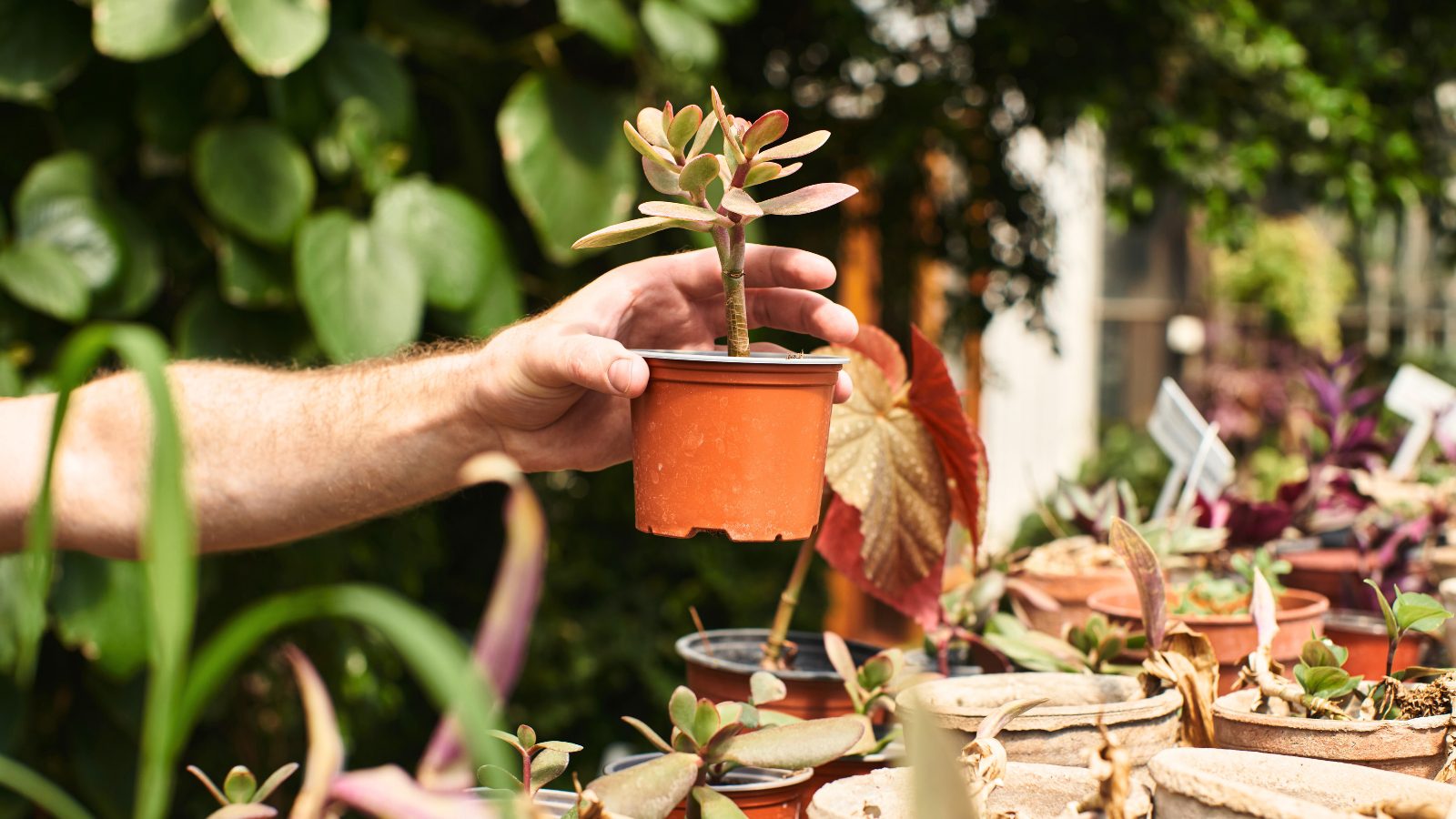 How Long Can You Leave Plants in the Nursery Pot?