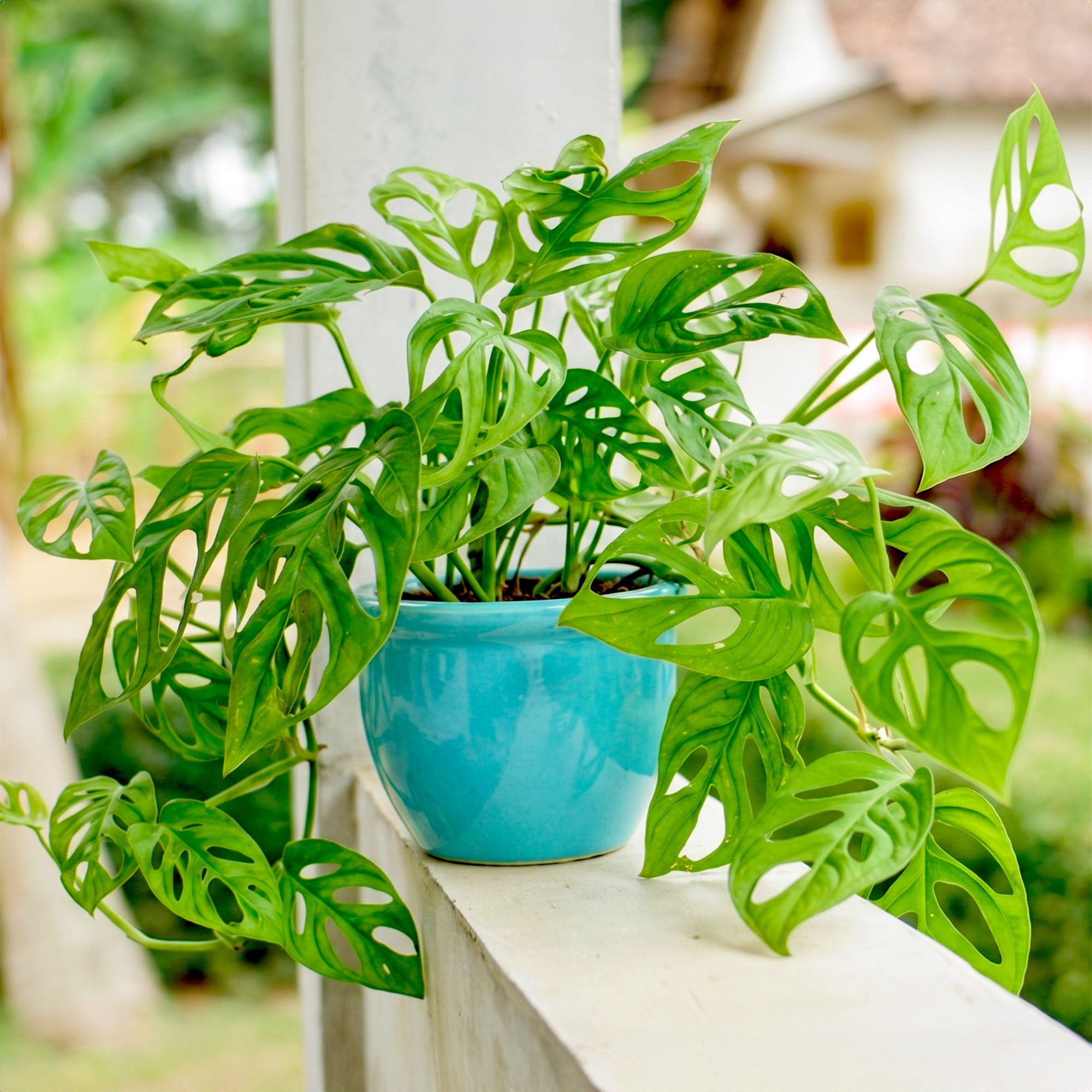 Solutions For Leggy Monstera Deliciosa Plants | Gardening Know How