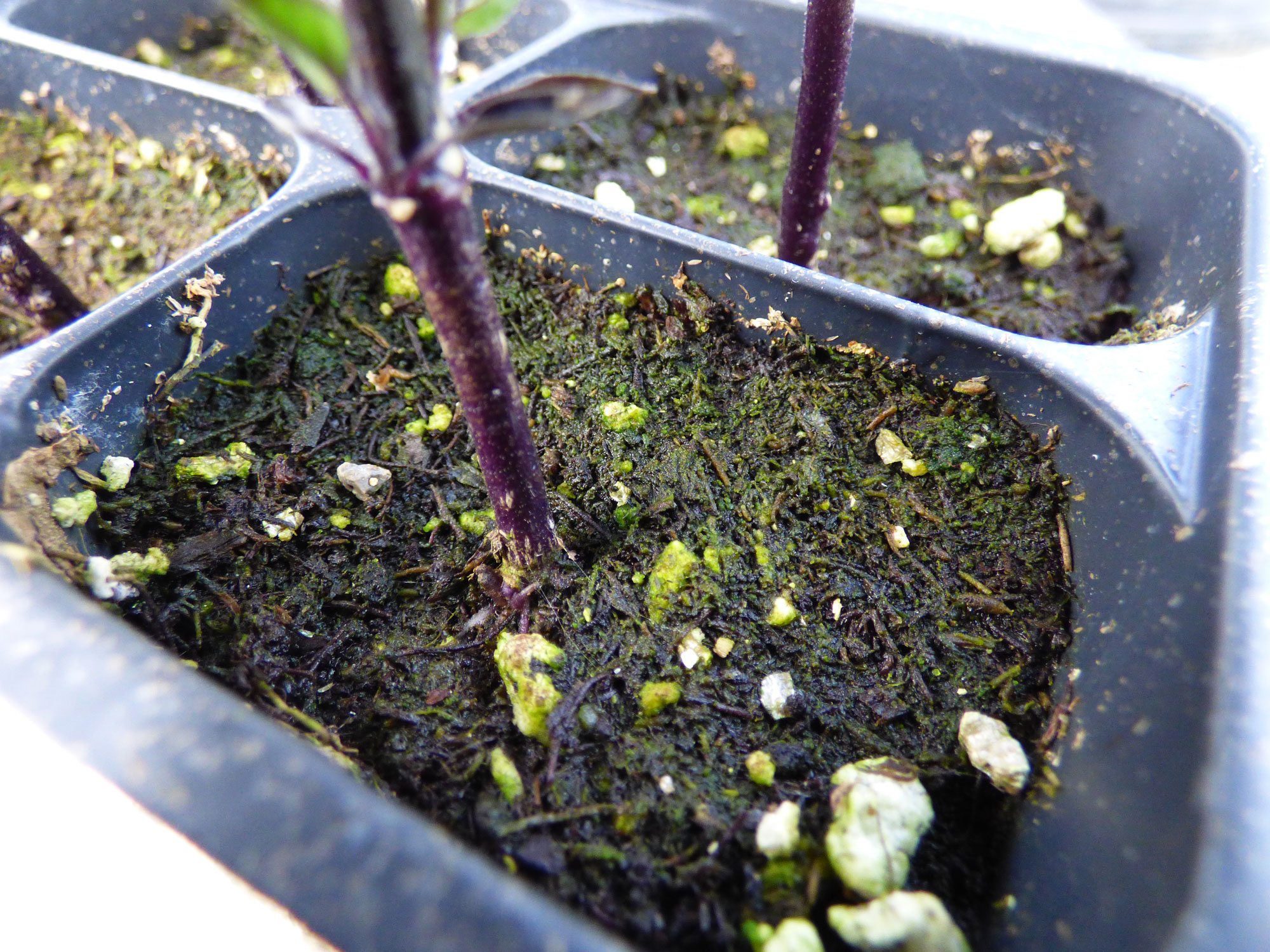 Why Is Algae Growing On My Soil - Fixes For Algae Growth On Seed Starting  Mix | Gardening Know How
