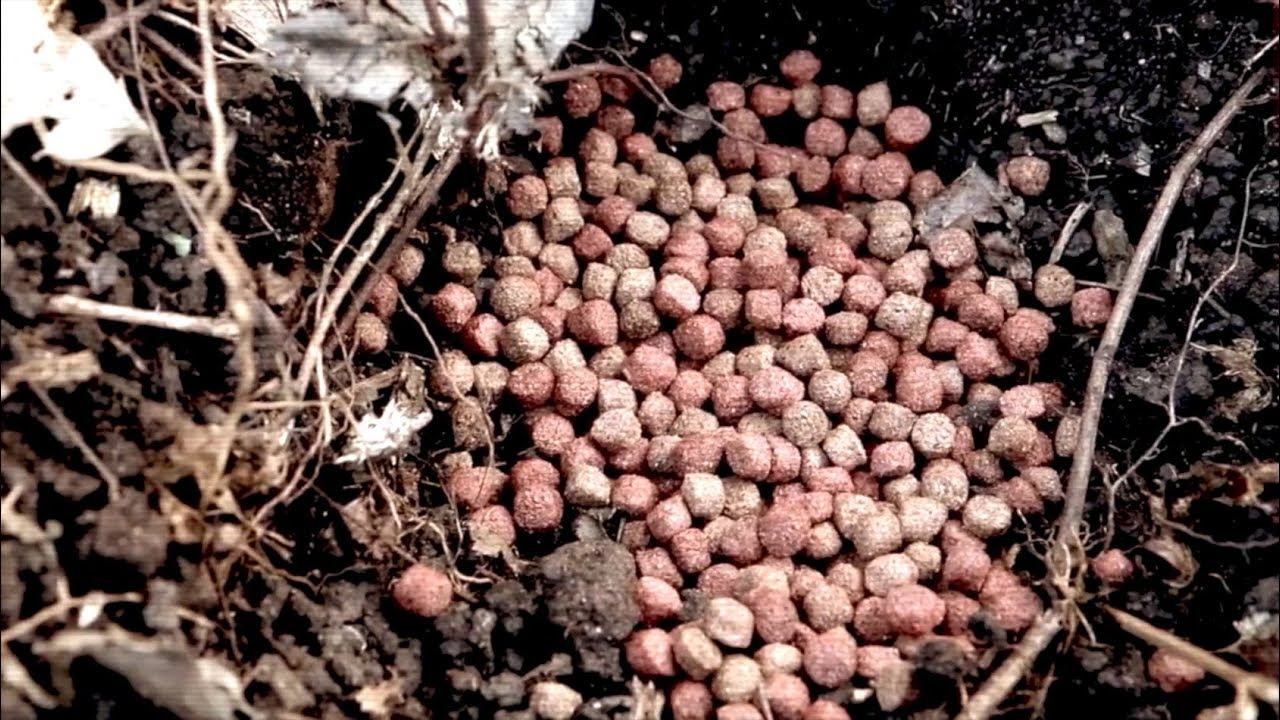 dog food as plant fertilizer