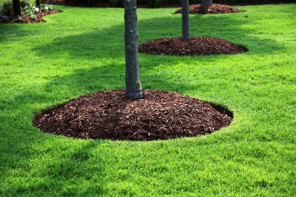 Organic Vs. Inorganic Mulch — Eddybrook Tree Farm and Landscaping
