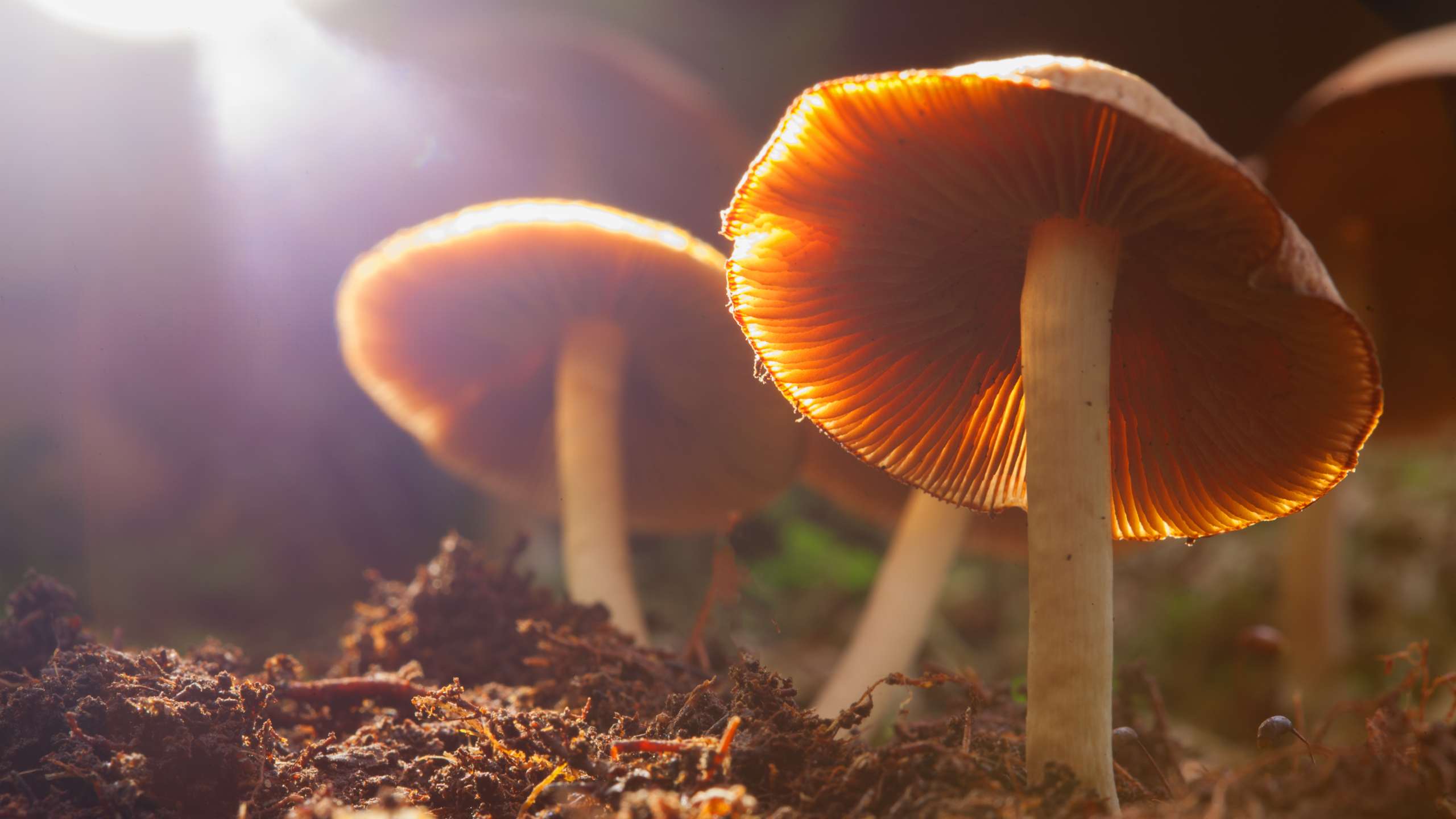 Do Mushrooms Grow In Poop