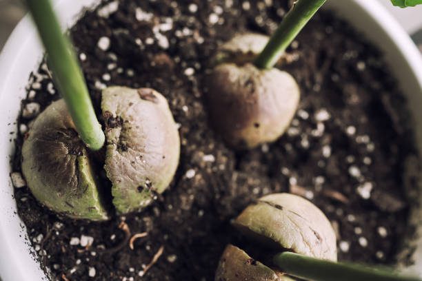 New Plant Growing From Cracked Seed From Soil In Flower Pot Stock Photo - Download Image Now - iStock