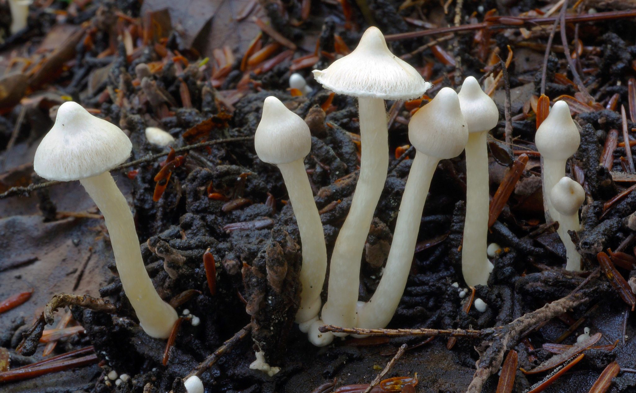 White Fibrecap (Inocybe geophylla) · iNaturalist