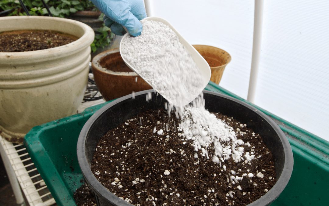 Add Perlite to Your Soil for Healthy, Strong, Root Development.