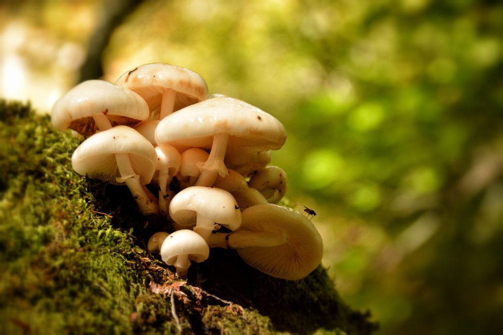 Do Mushrooms Regrow