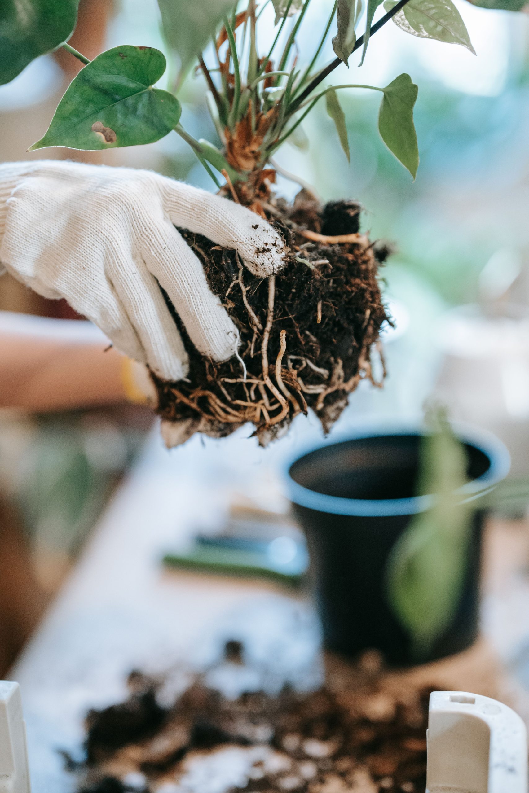 Person Planting a Green Plant · Free Stock Photo