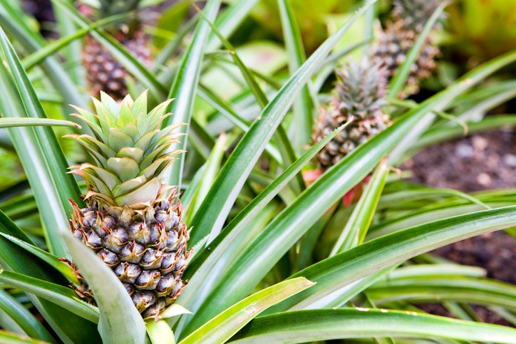 Pineapple