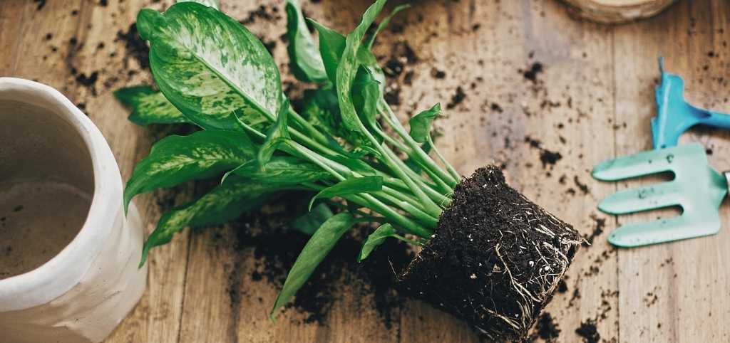 Plant