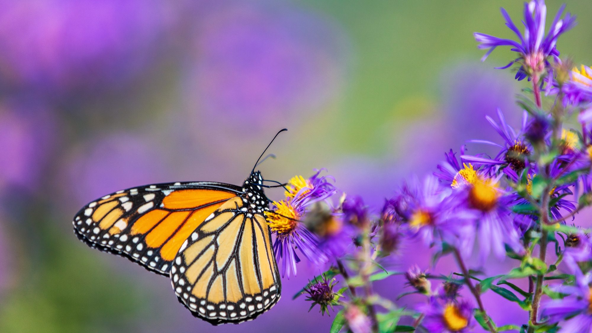 How to plant a garden butterflies will love | Popular Science