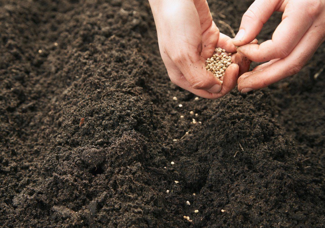 Fresh Seeds