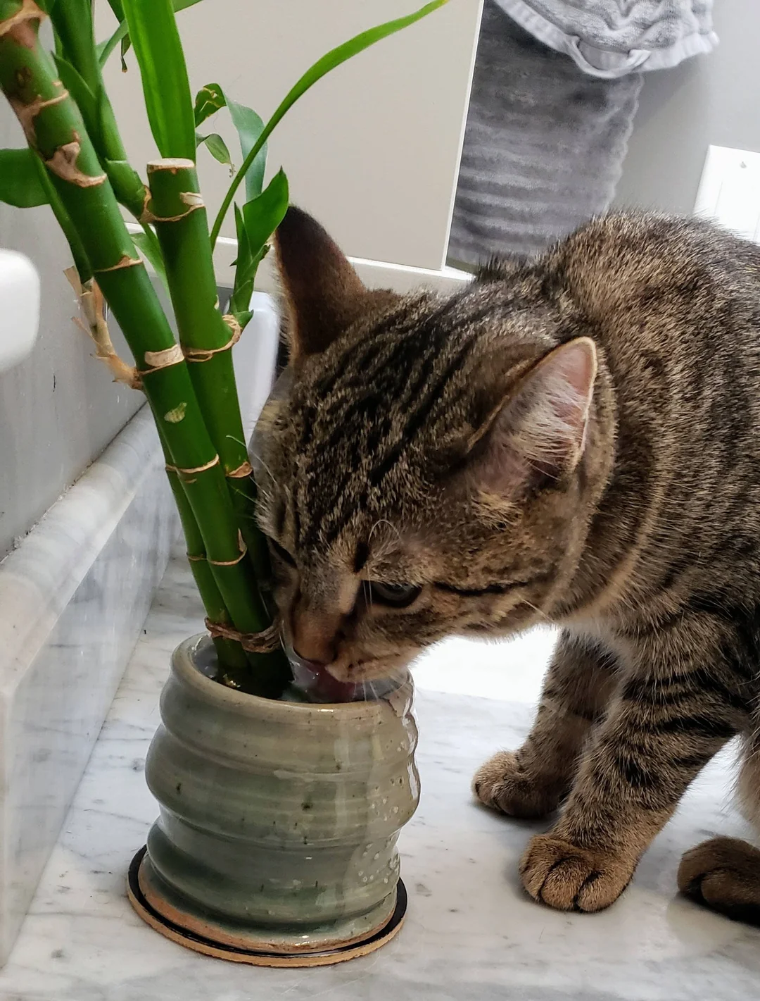 cat drinking plant water