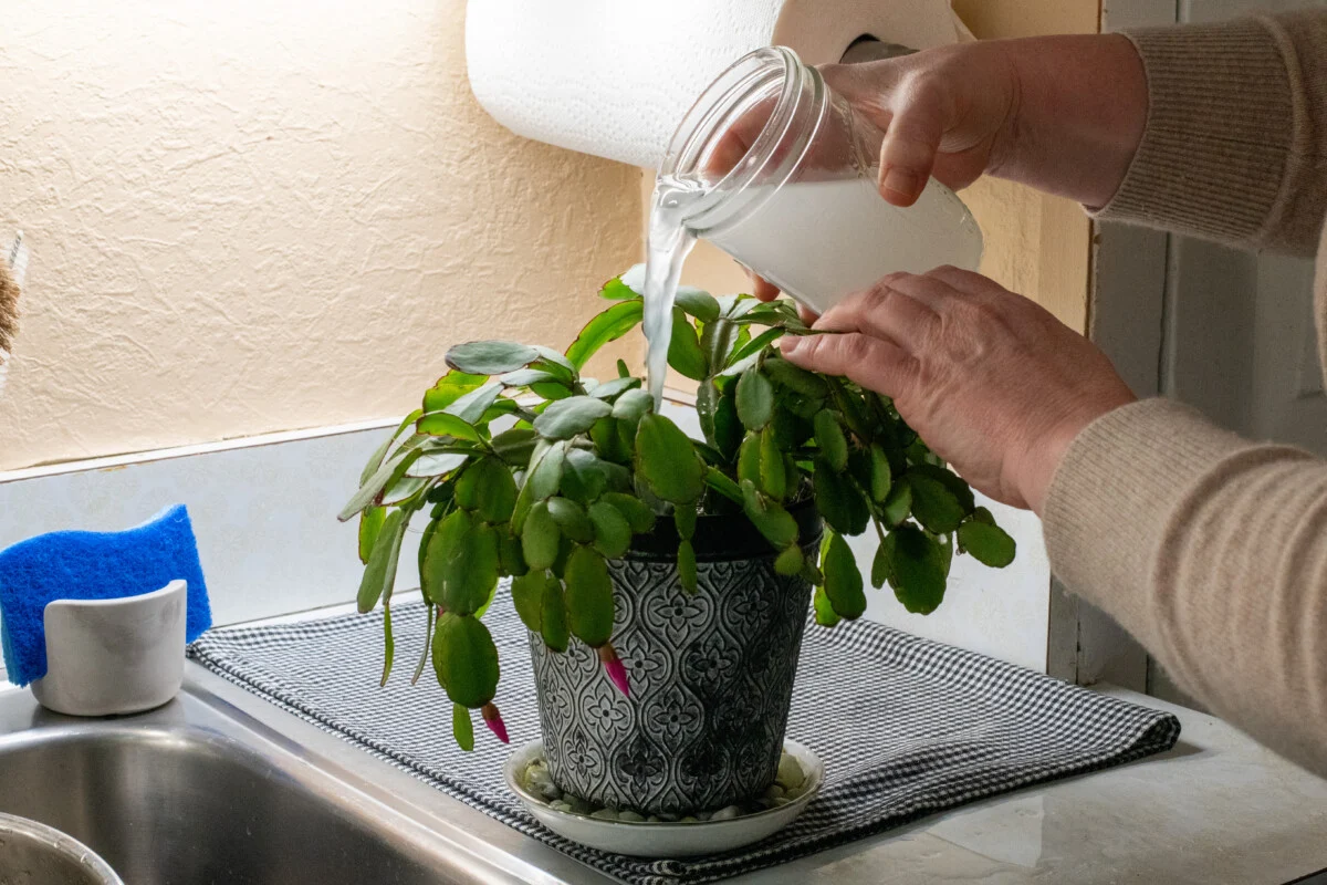 Starch Water for Plants