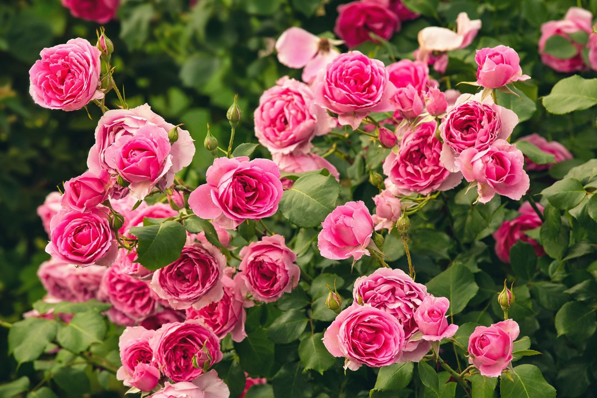 Roses - Weston Nurseries