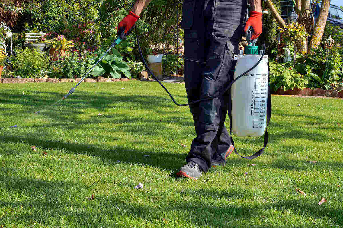 Best Time to Apply Pre-Emergent Weed Control in South Carolina