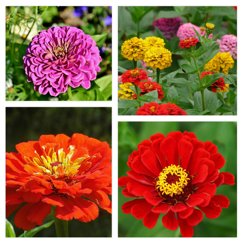 Dahlia Vs. Zinnia