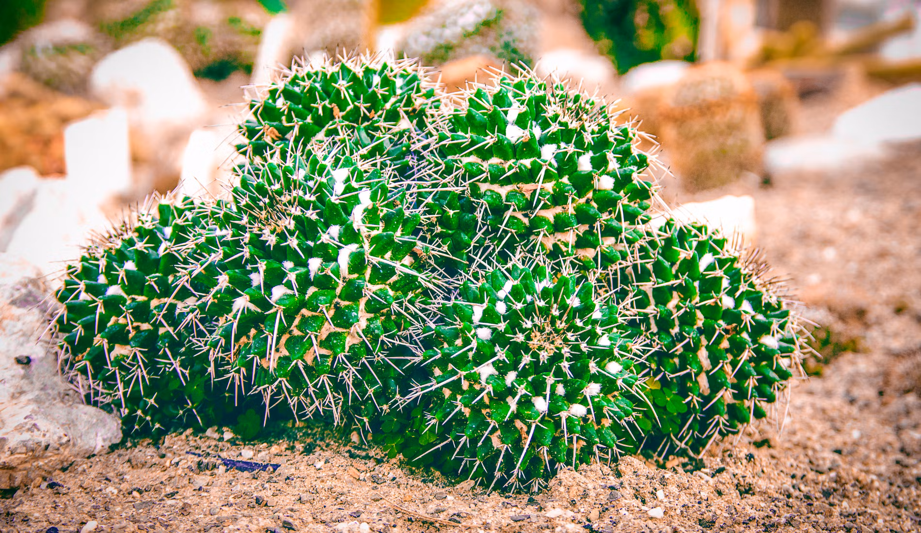 Plants