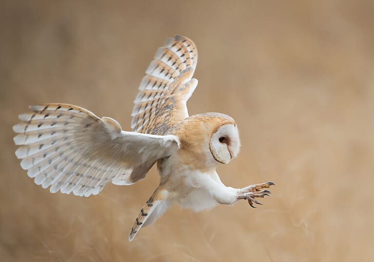 Owls