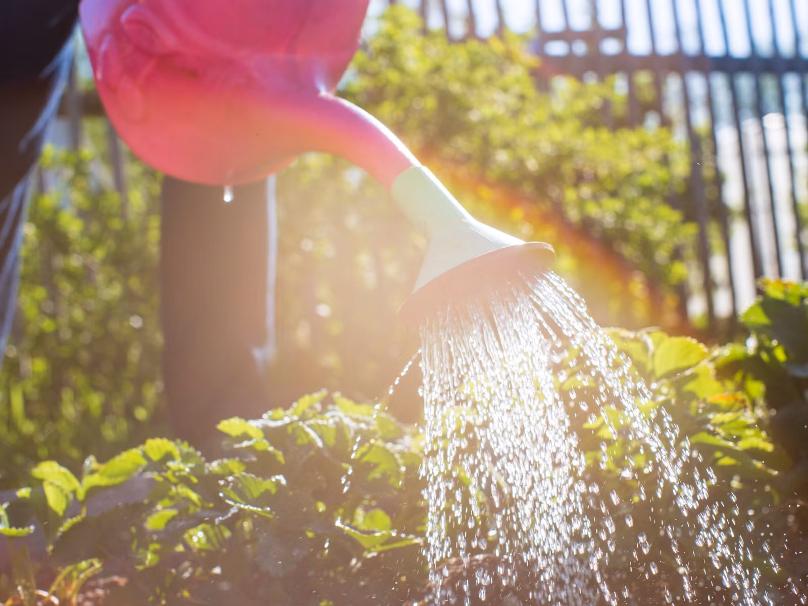 Using Hot Water on Plants