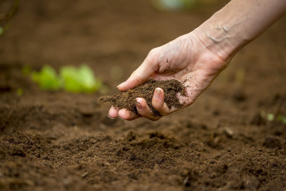 Ways to prepare healthy garden soil – Ugaoo
