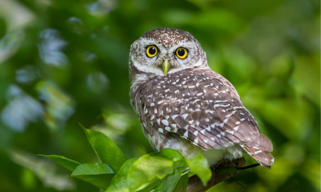 Nocturnal vs Diurnal: What's The Difference? - A-Z Animals