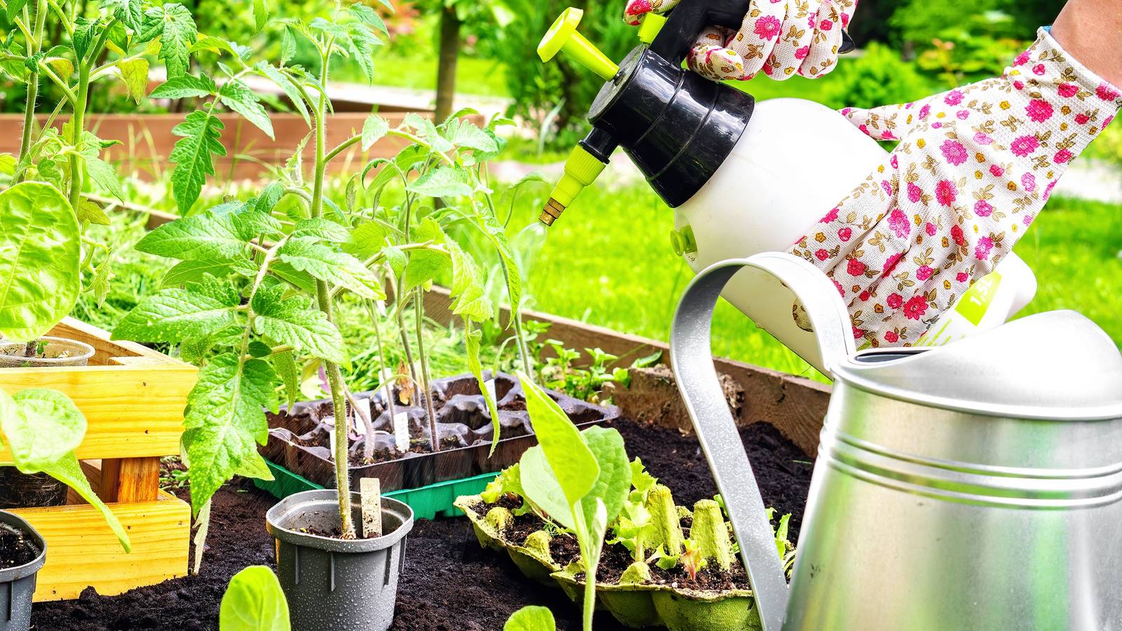 Find Out Why Your Plants Need Vinegar