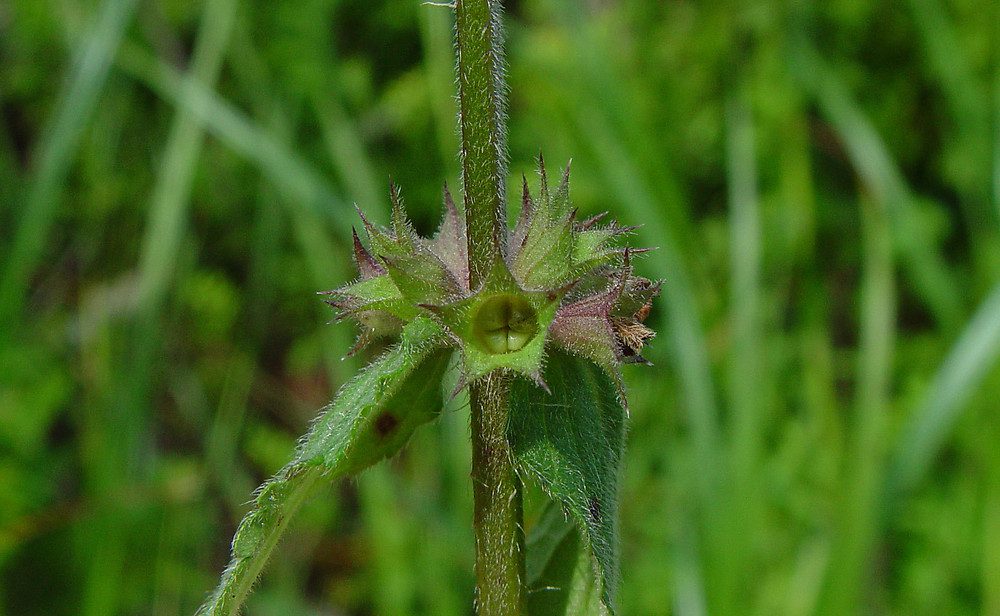 Stachys palustris (marsh hedge-nettle): Go Botany