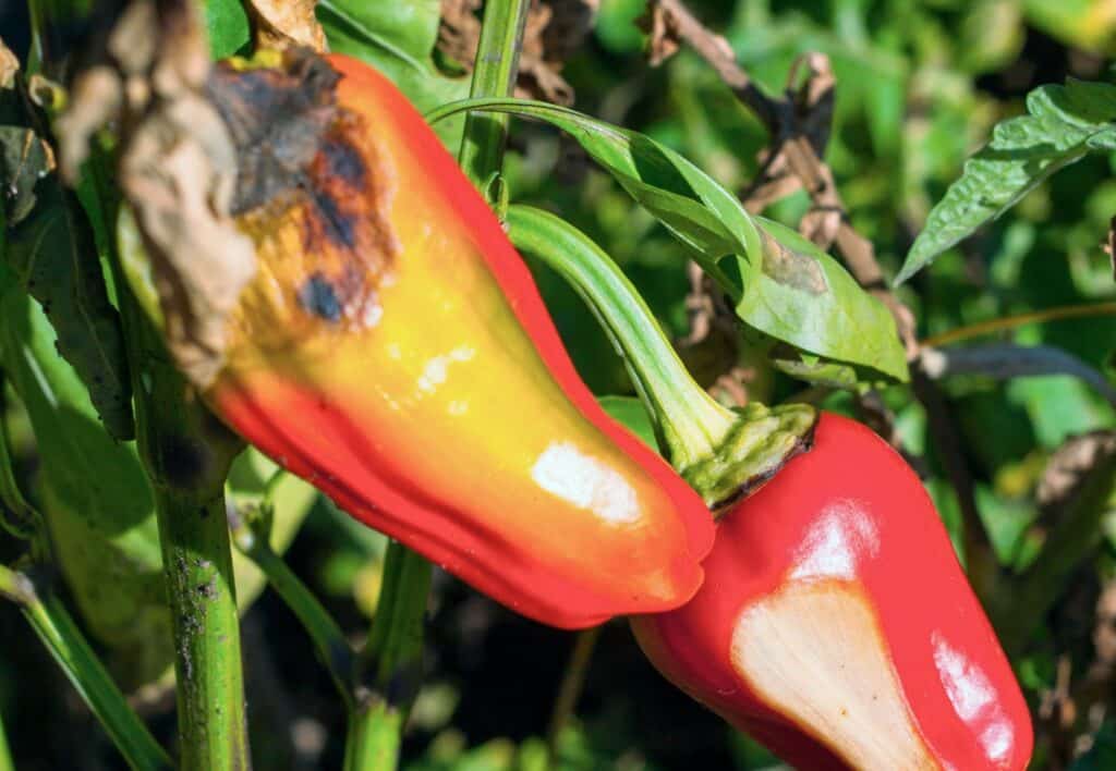 Sunscald On Peppers: Signs And Prevention