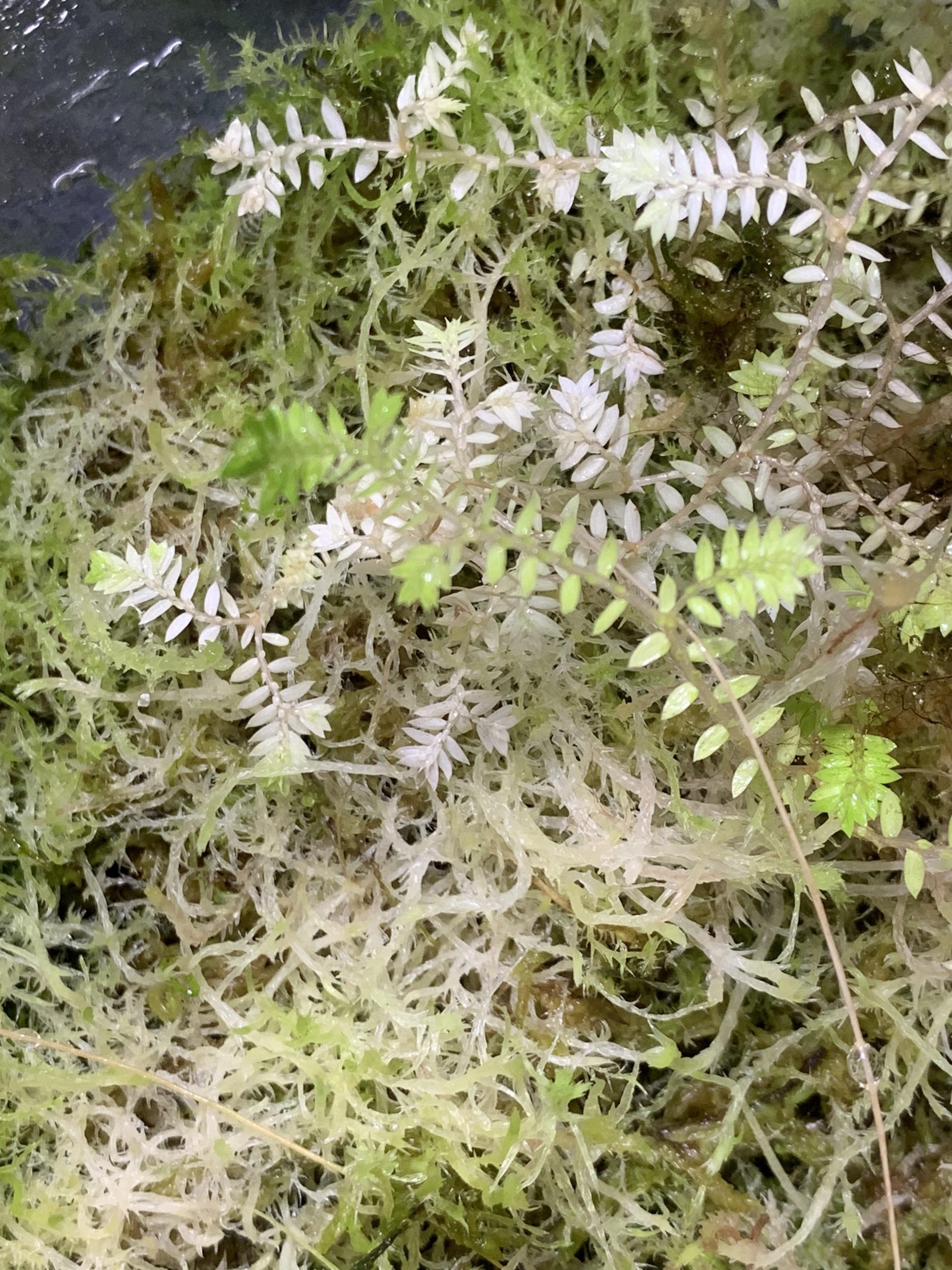 Moss