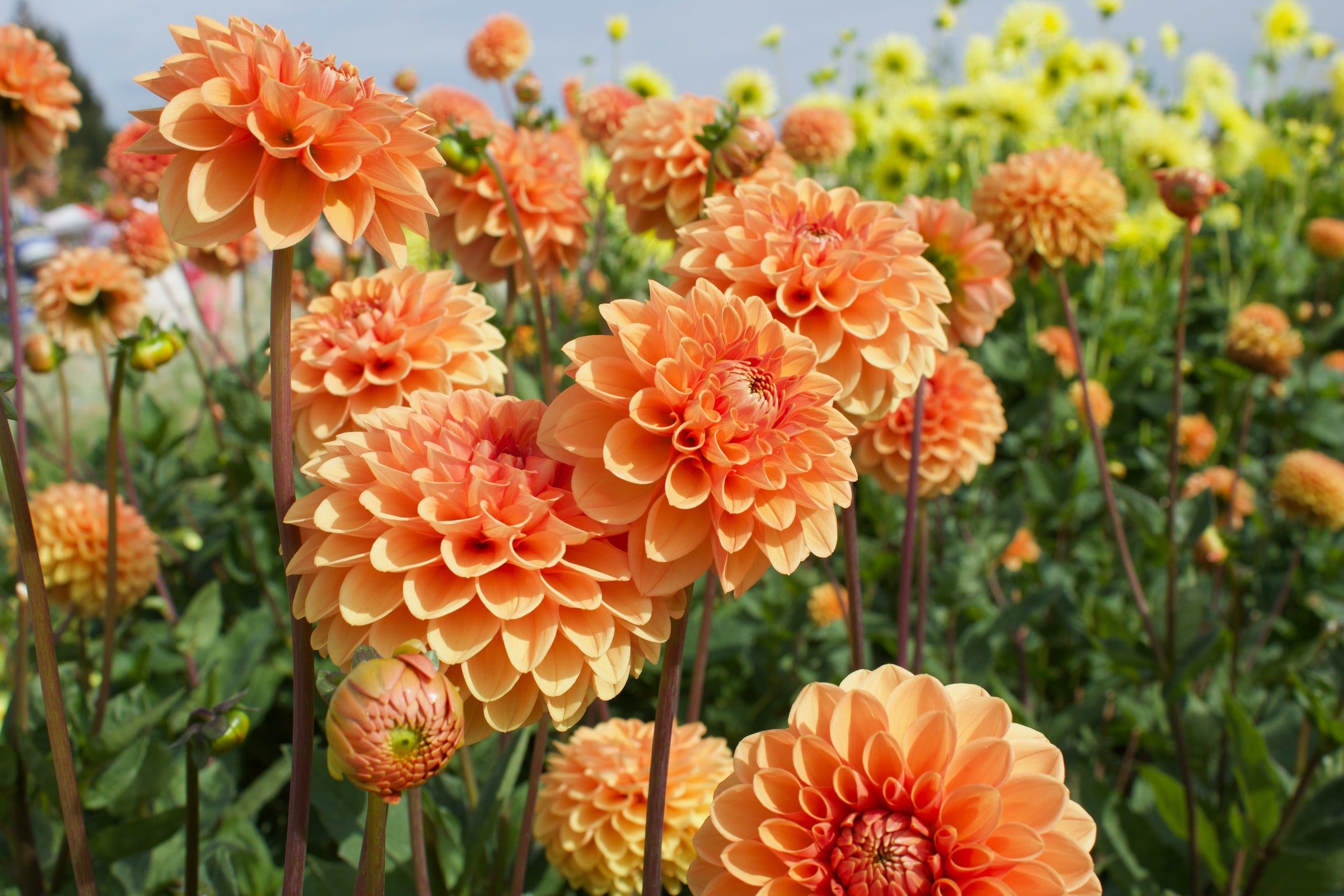 Dahlia Tubers | Largest Selection in Canada | Top Size – Wildwood Outdoor Living