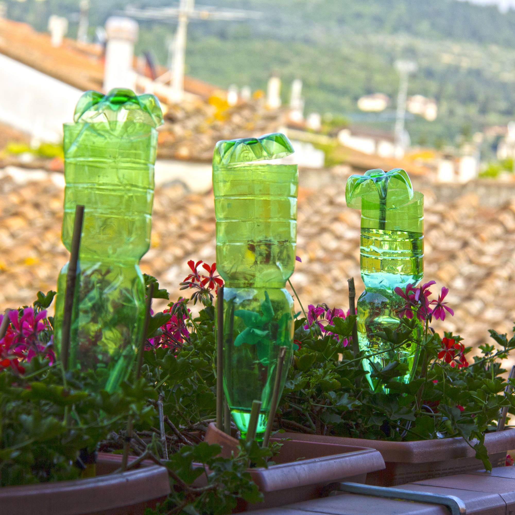 Using Bottled Water for Plants