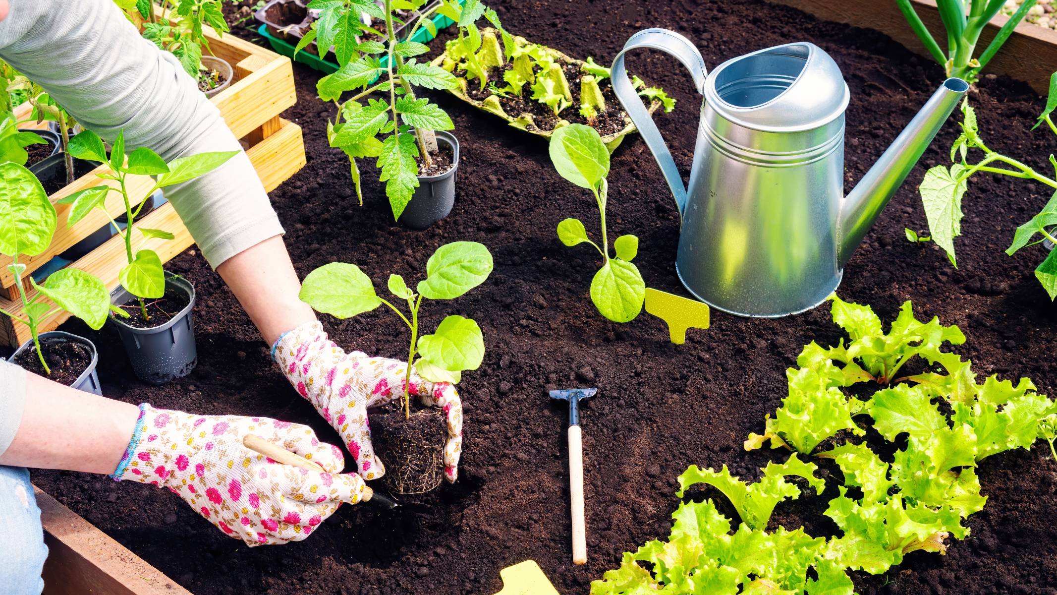 Transplanting