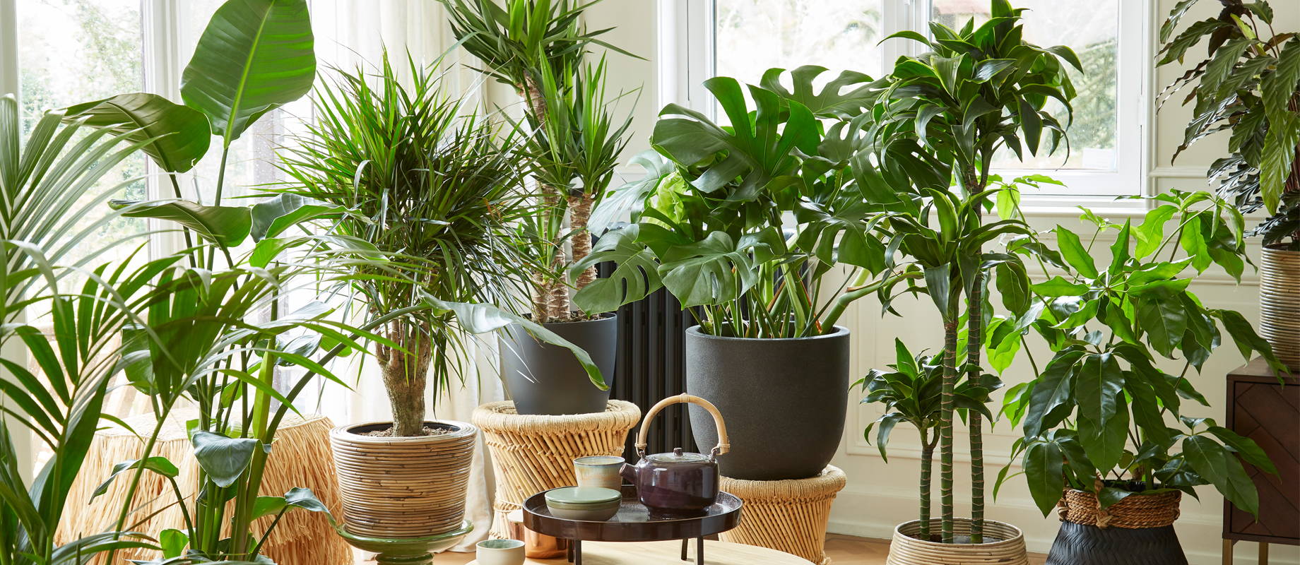 Large indoor plants: the star in any room – Bakker.com