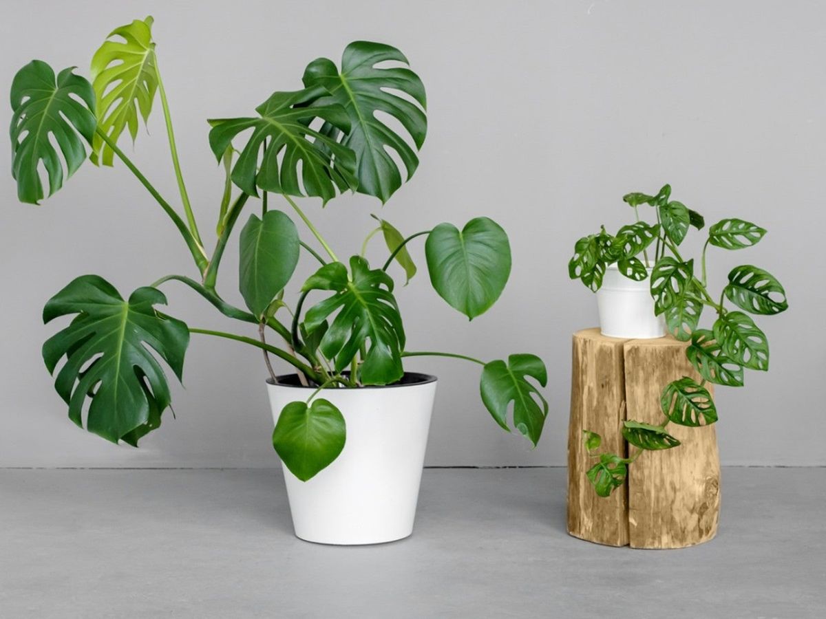 Monstera Adansonii