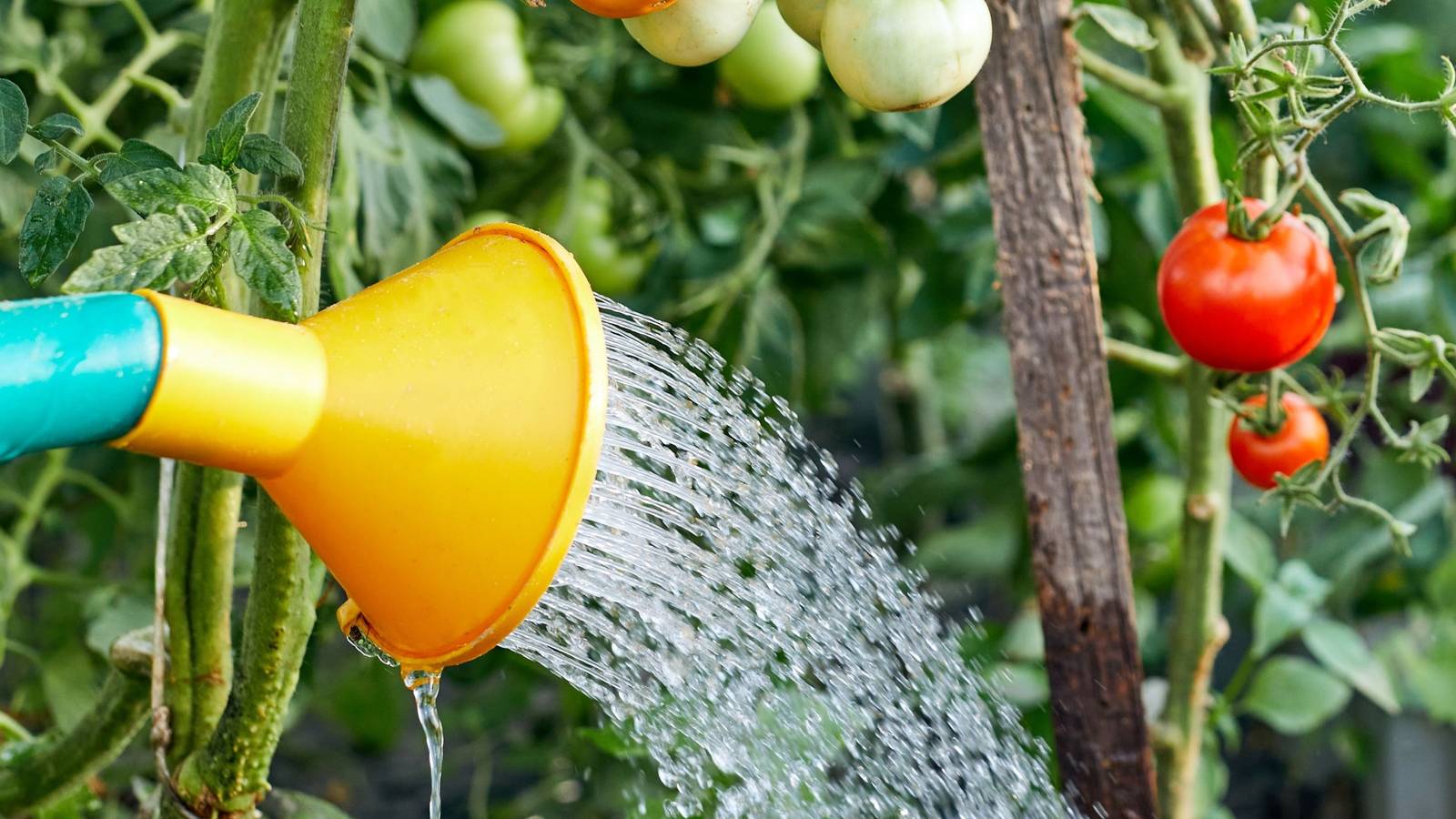 How Often Should You Water Tomato Plants?