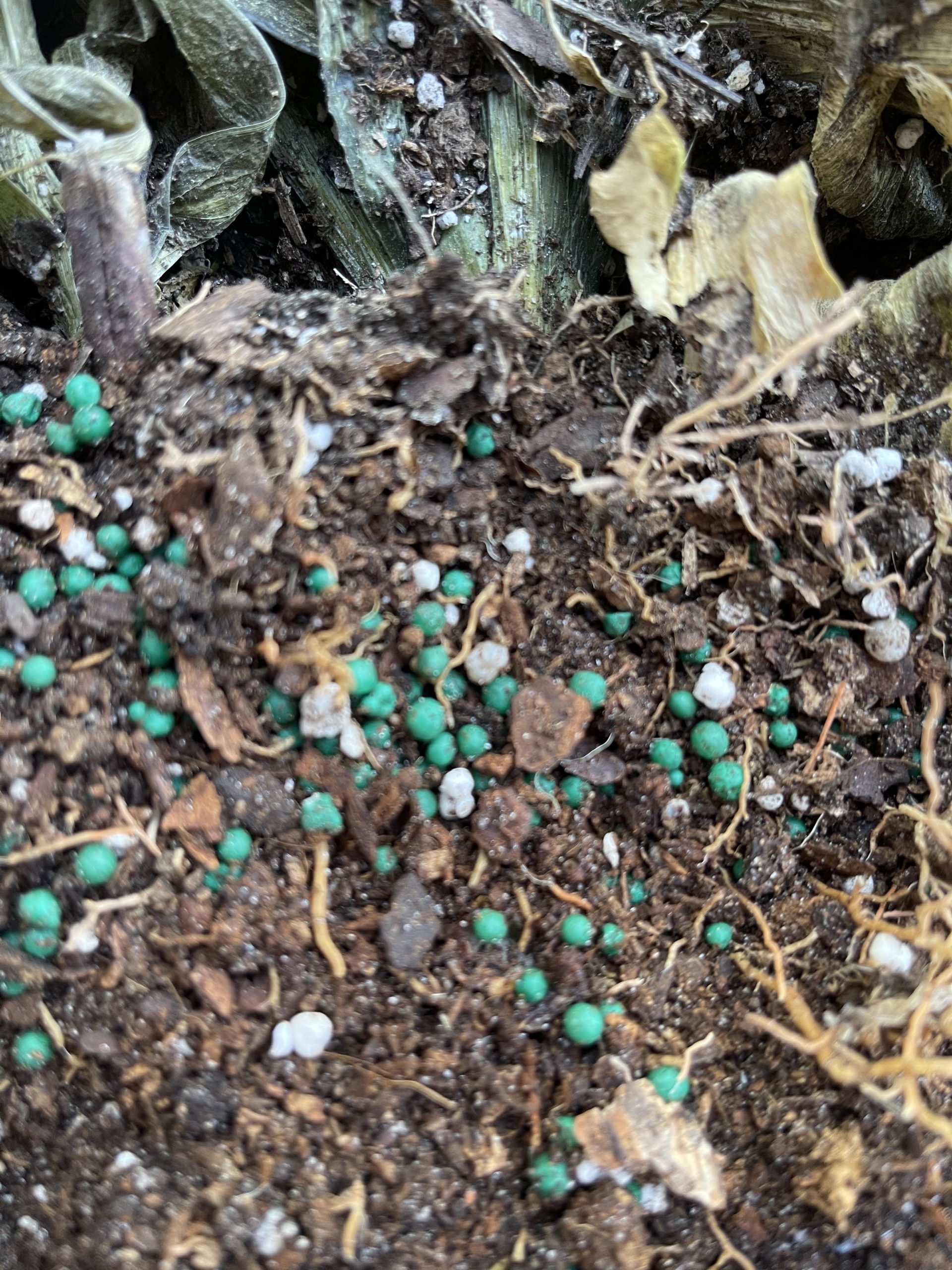 Green Balls in Potting Soil