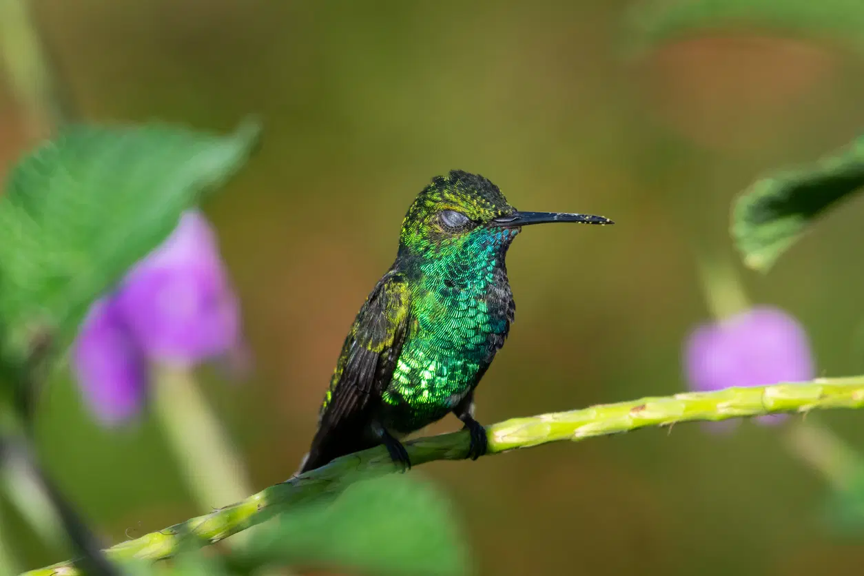 Hummingbirds
