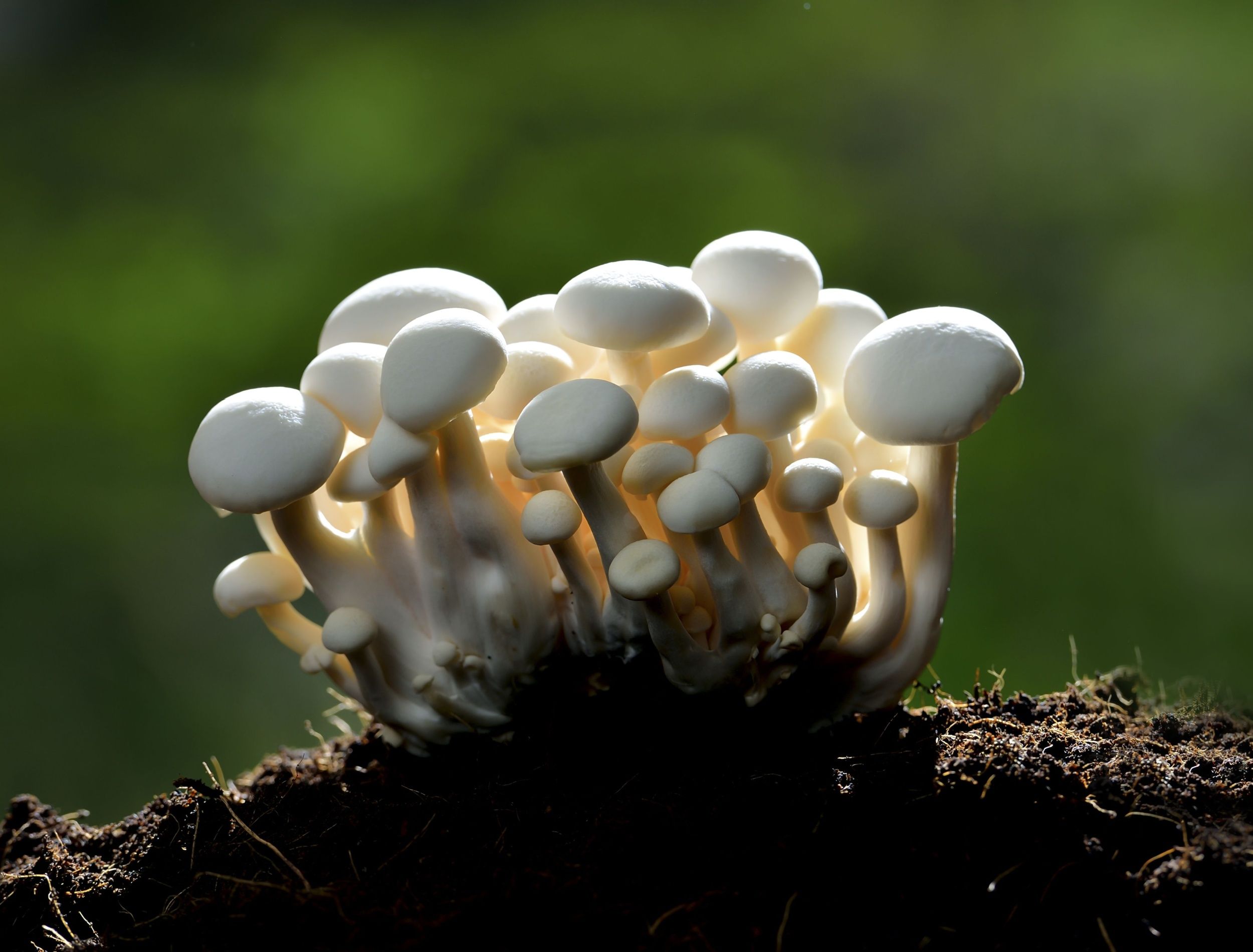 Mushrooms in the Garden Soil: Why Rain Coaxes Them Out