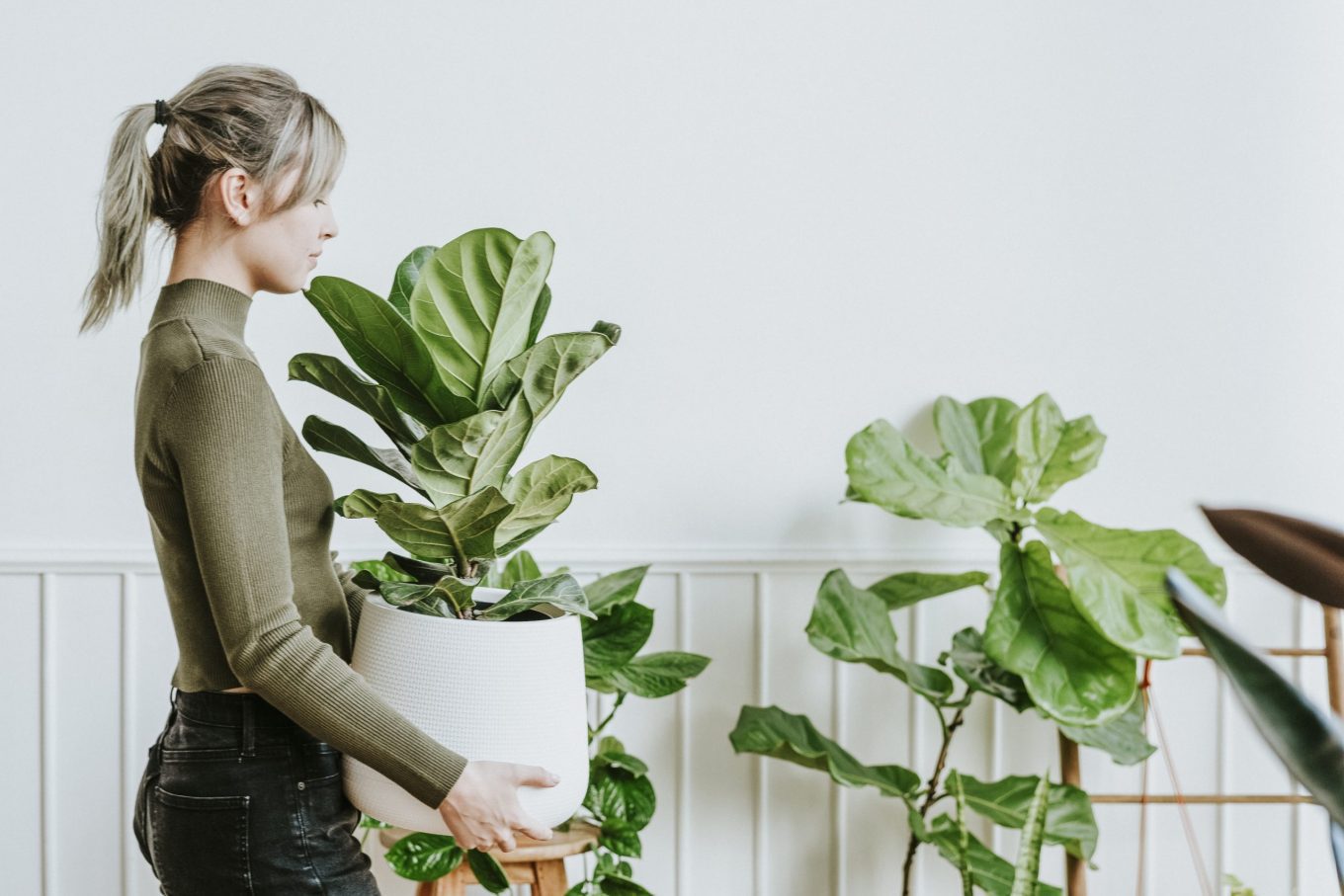 Plants