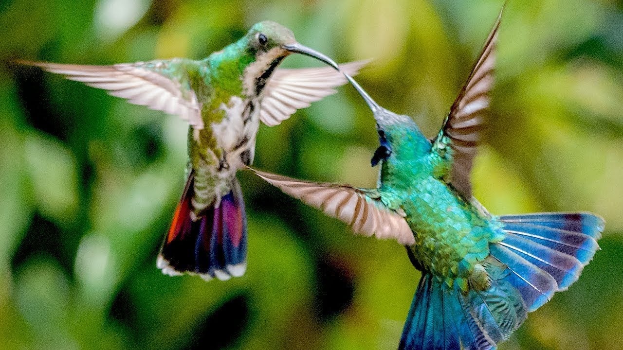 Hummingbirds