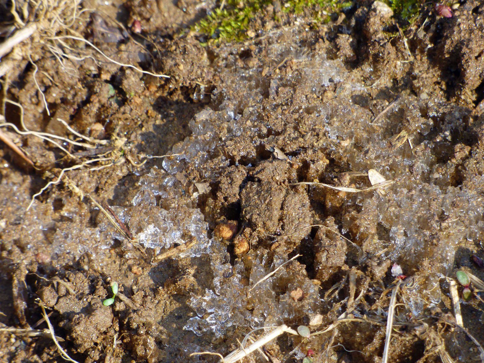 Digging In Frozen Soil - How To Tell If Ground Is Frozen Solid | Gardening Know How