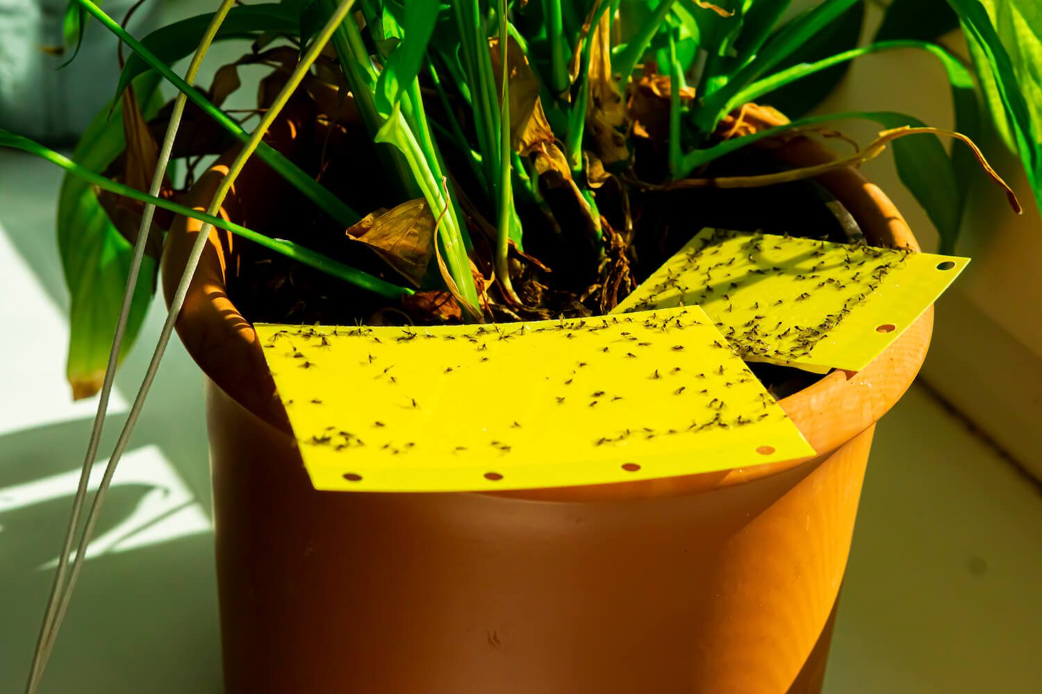 Yellow Sticky Traps For Gnats