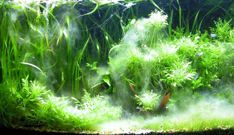 White Algae in An Aquarium - Causes & How to Get Rid | FishLab