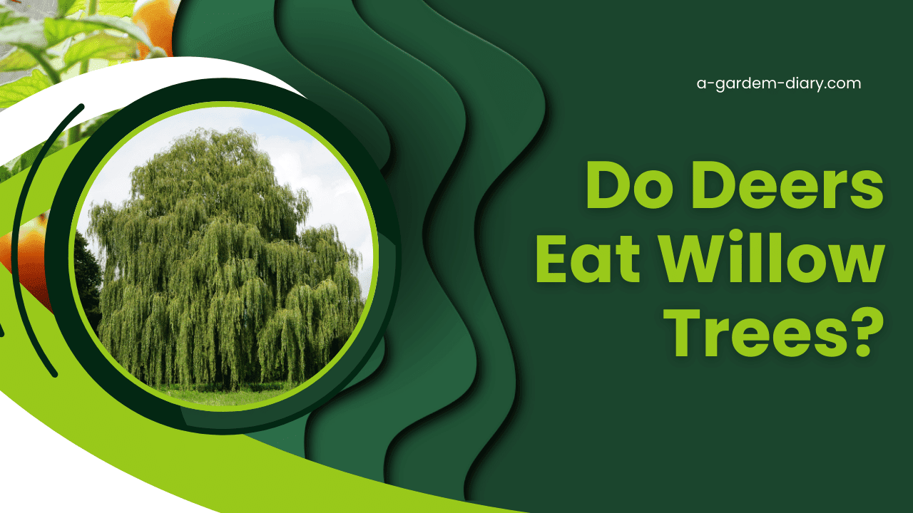 Do Deers Eat Willow Trees?