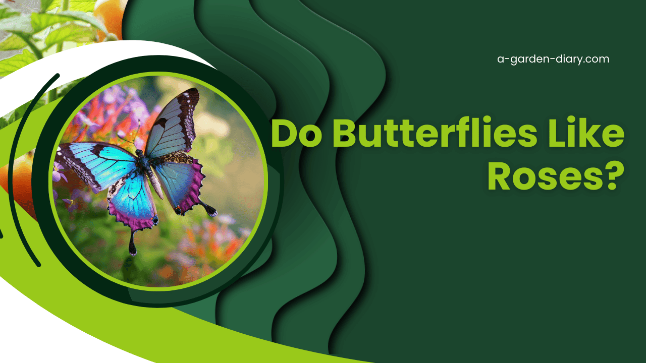 Do Butterflies Like Roses?