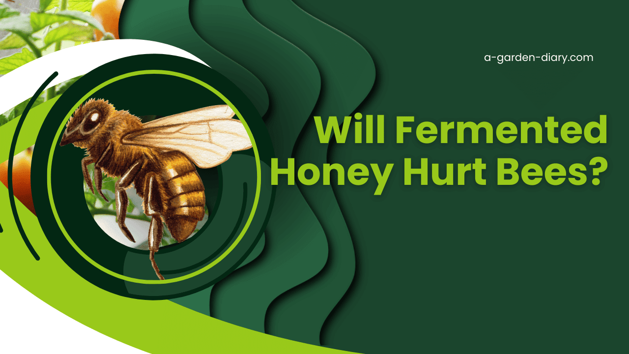 Will Fermented Honey Hurt Bees?