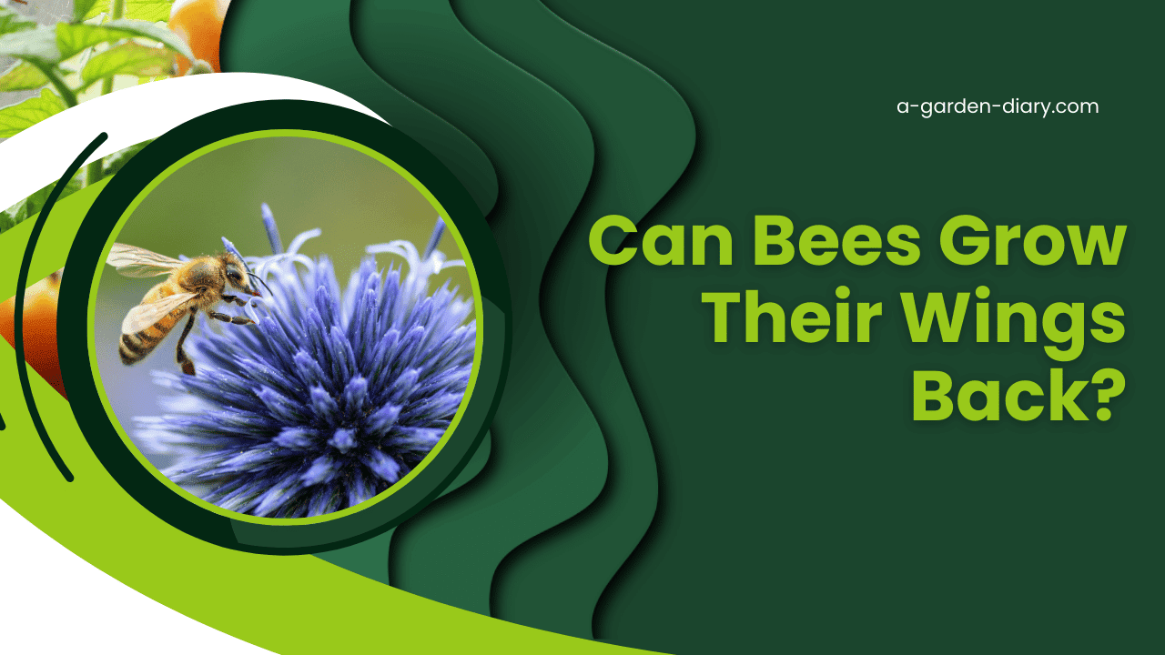 Can Bees Grow Their Wings Back?