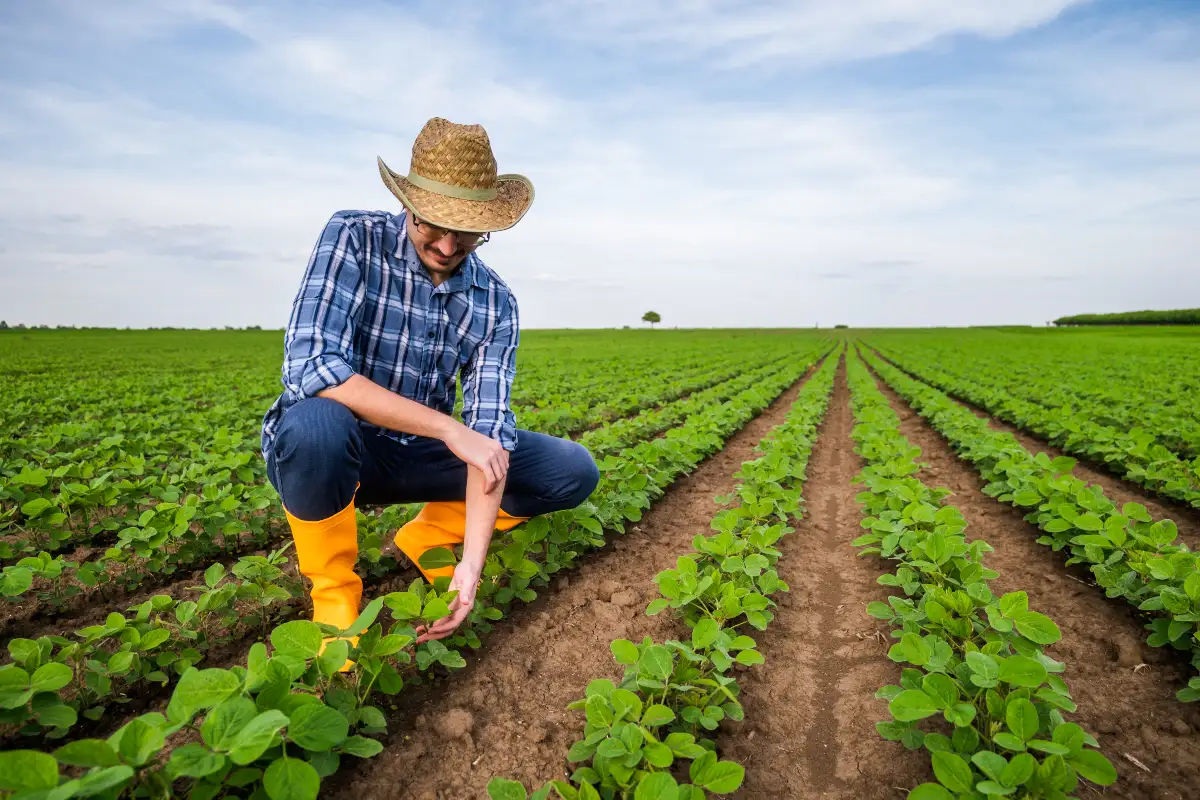 Agricultura intensiva: características e benefícios