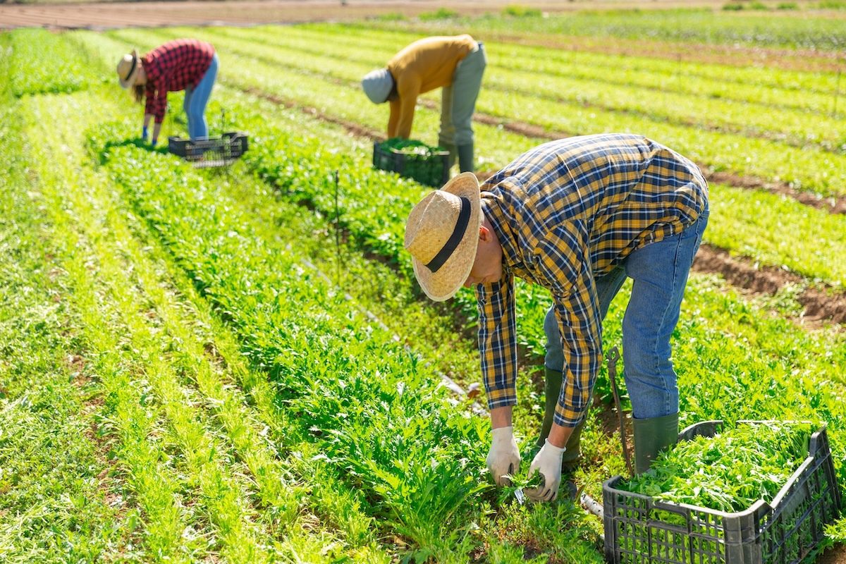 Attorney says 2026 farm labor outlook improves H-2A - Vegetable Growers News