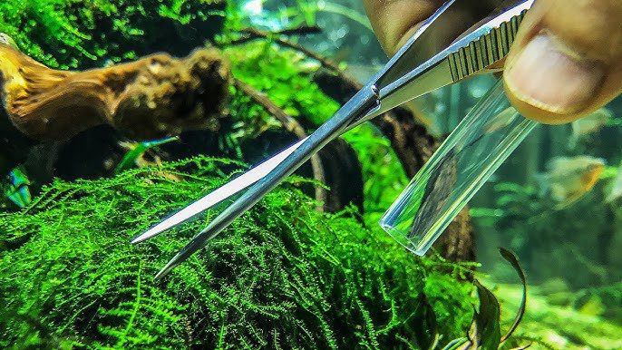 How to Trim Moss in your Aquascape